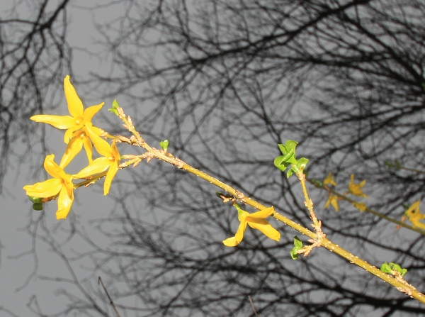 Fruehling   143.jpg